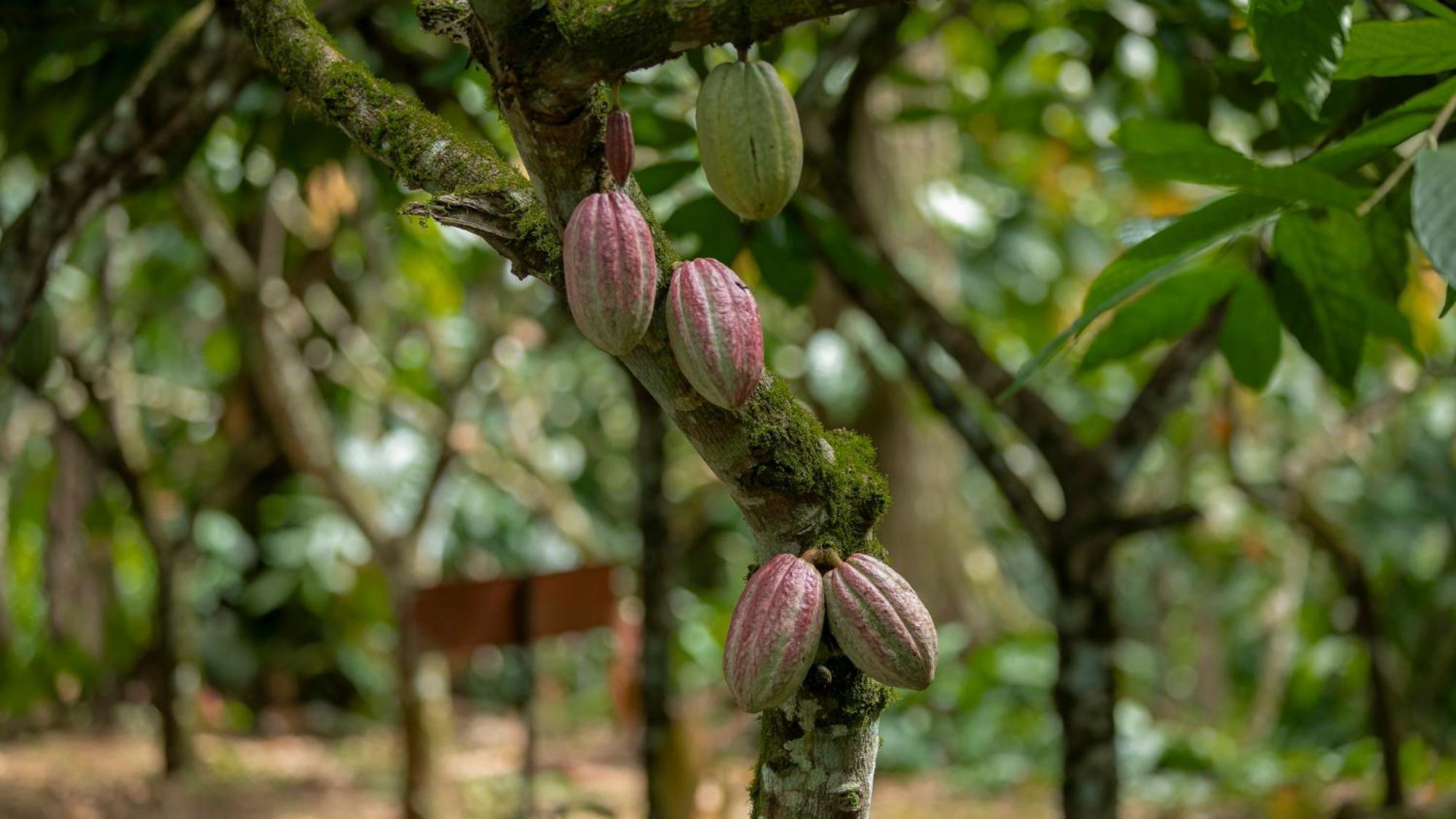 Eden Organic Farm & Bungalows La Fortuna Extérieur photo